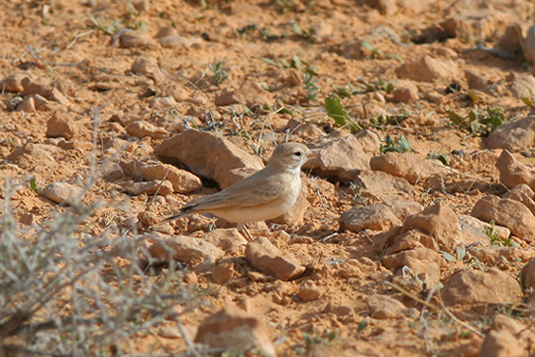 Calandrina (Tunisia)